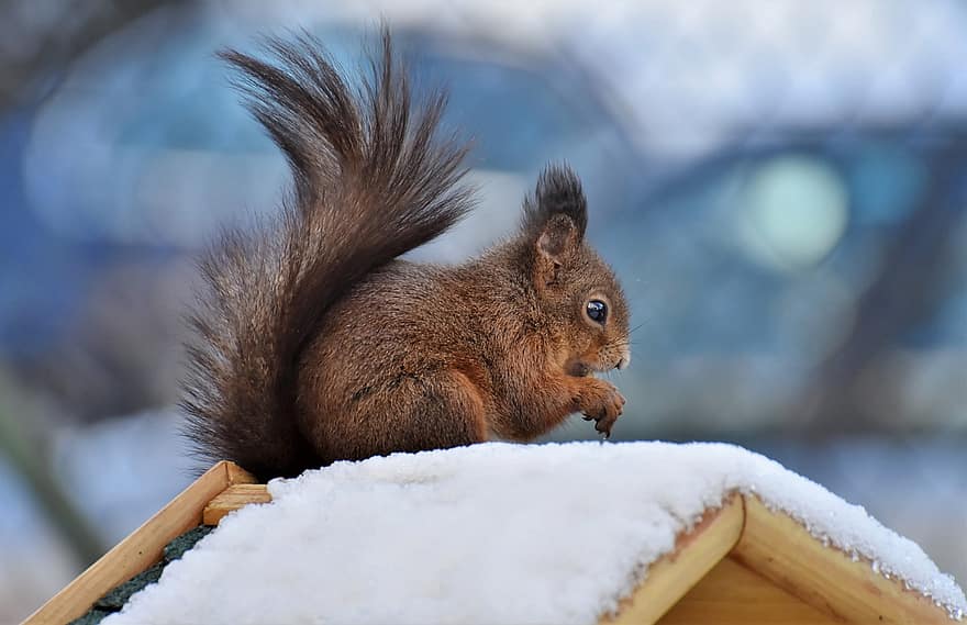 mókus, téli, rágcsáló, állat, vadvilág, természet, madárház, hó, aranyos, szőrme, közelkép