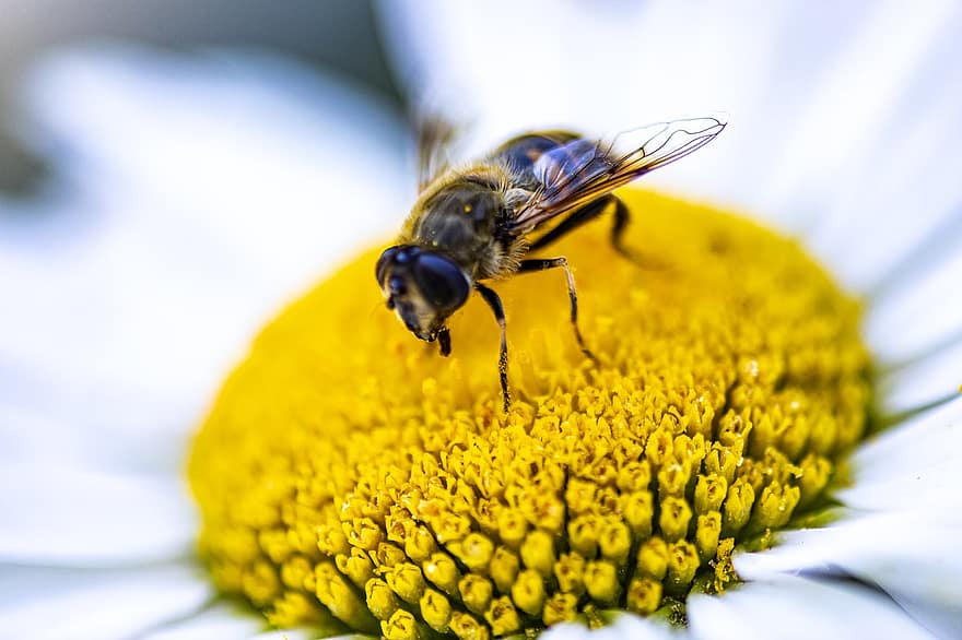 градина, цвете, пчела, медна пчела, насекомо, животно, бяло цвете, маргаритка, разцвет, цвят, цъфтящи растения