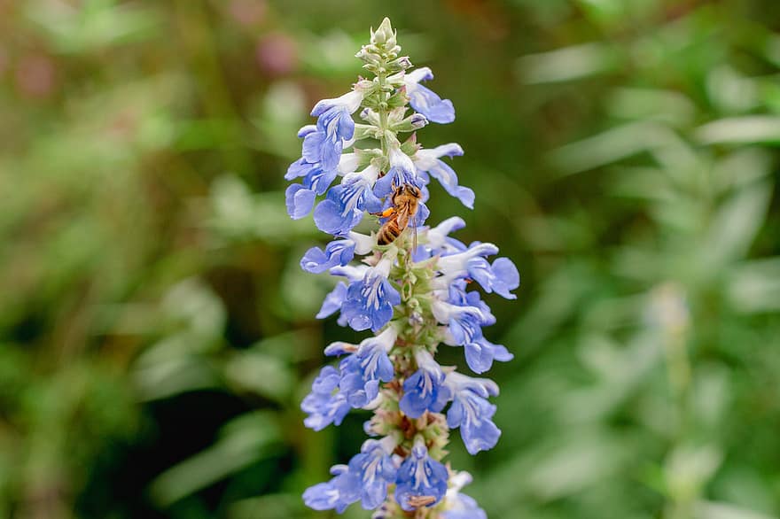 con ong, bông hoa, thụ phấn, hoa, thực vật học, côn trùng, côn trùng học, cận cảnh, cây, mùa hè, màu xanh lục