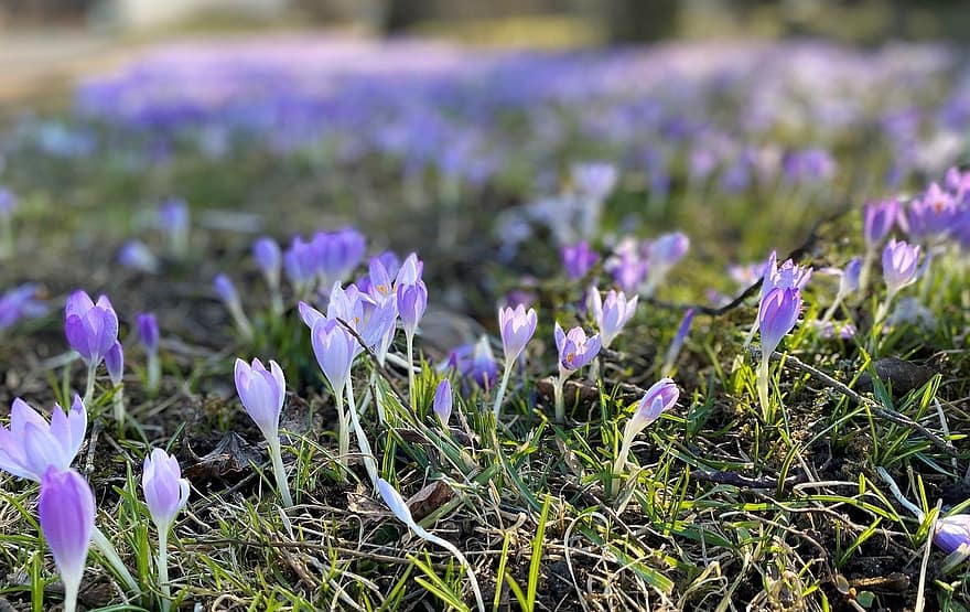 クロッカス、春、クロッカスフィールド、フラワーズ、紫色の花、牧草地、庭園、工場、花、フラワーヘッド、閉じる