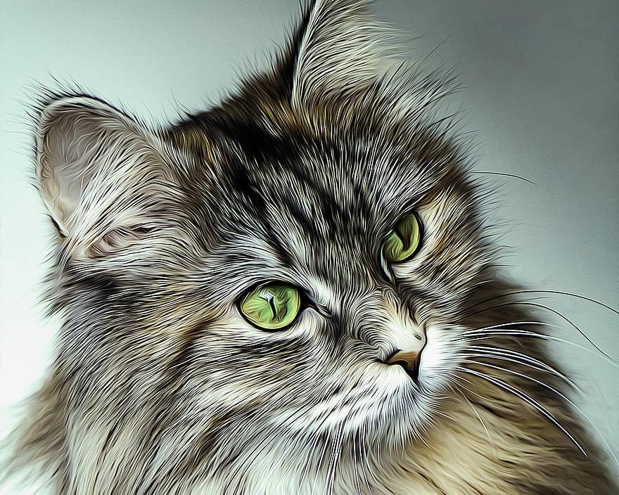 kočka, Kočkovitý, oči, zelená, dlouhé vlasy, zvíře, domácí zvíře, načechraný, srst, portrét, hnědá kočka