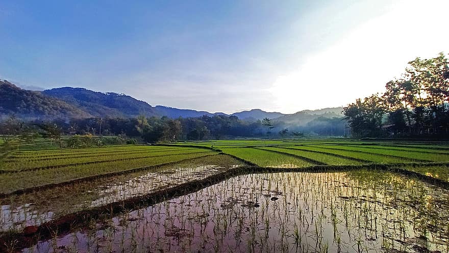 campo di riso, azienda agricola, montagne, risaia, riso, piantagione, agricoltura, paesaggio, campagna, rurale, natura