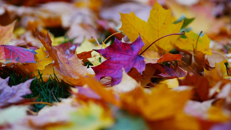 rudenī, lapas, fona, kritums, raksturs, asorti, pateicība, Halovīni, sezonas, kļava, koks
