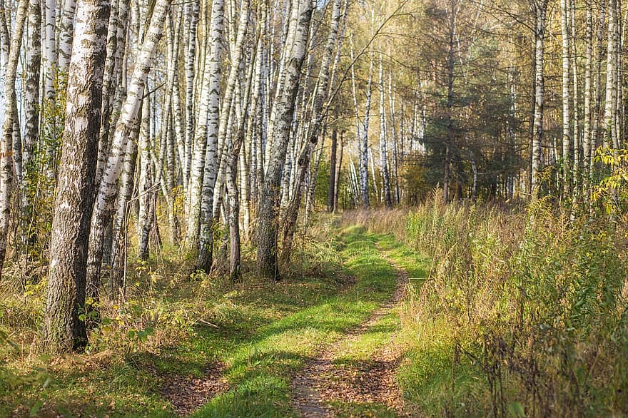 Forest, Trail, Trees, Woods, Plants, Grass, Birch, Foliage, Greenery, Path, Way