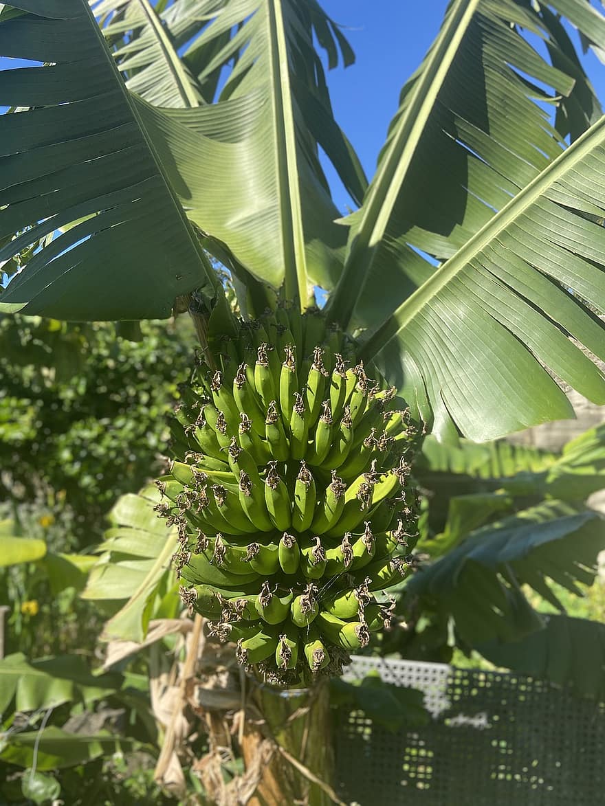 Banana, albero