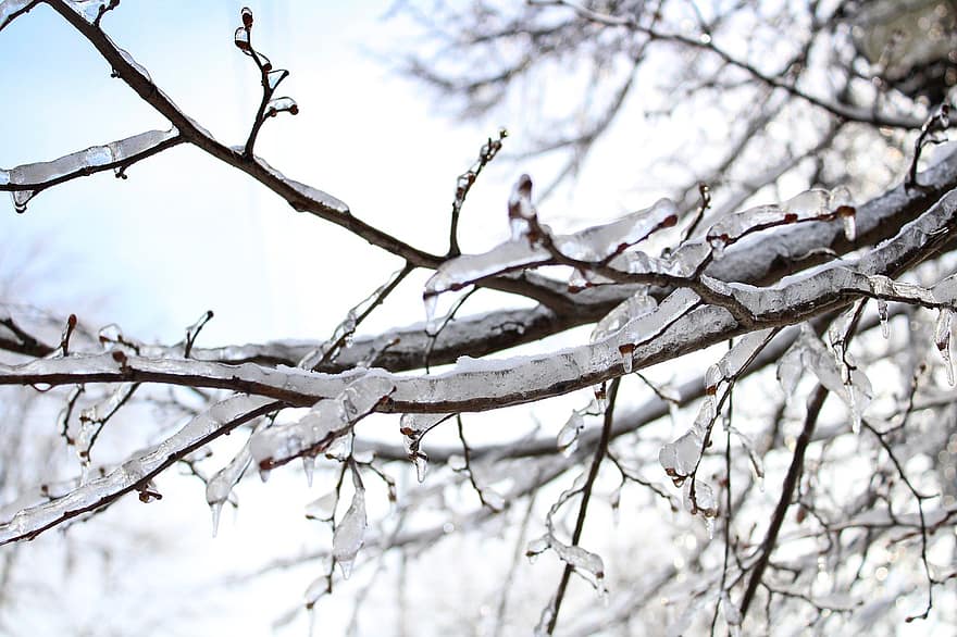 strom, zamrzlý, led, zimní, Studený, větev, sezóna, les, sníh, mráz, list