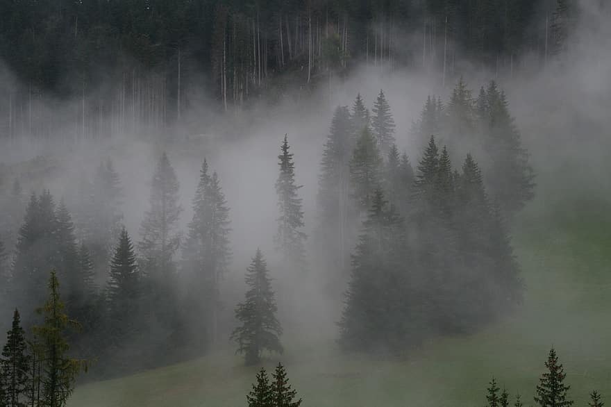 霧、森林、森の中、自然、木