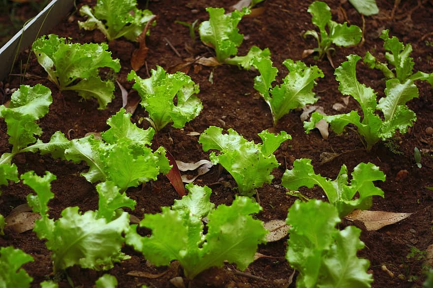 Planting av salat, Planting i friluft, plantasjen, salat, Salatgård, jordbruk, grønnsak, anlegg, organisk, gård, grønn