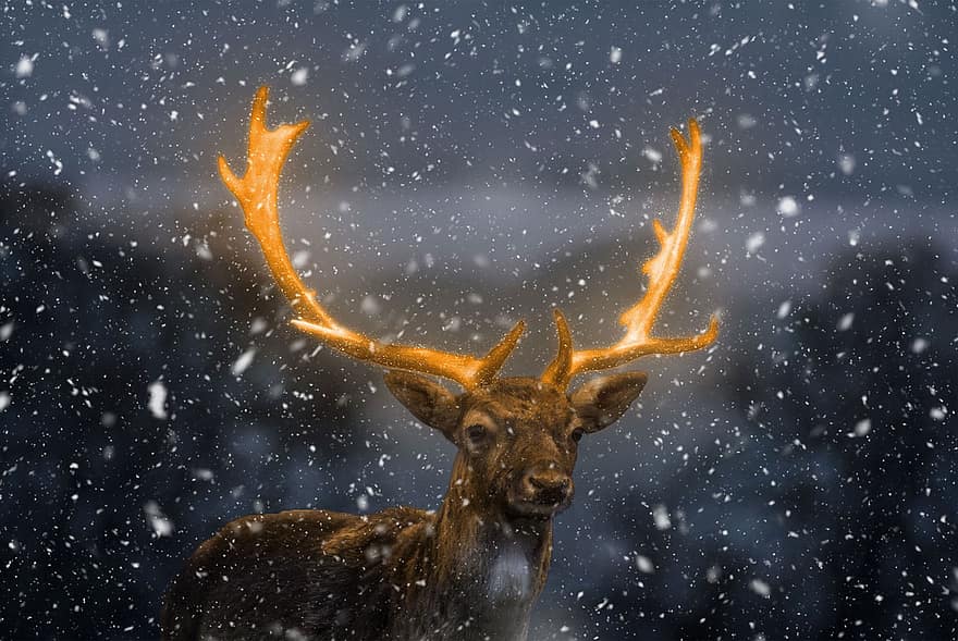 Navidad, reno, ciervo, cornamenta, brillar, ligero, santa, claus, nieve, copos de nieve, norte