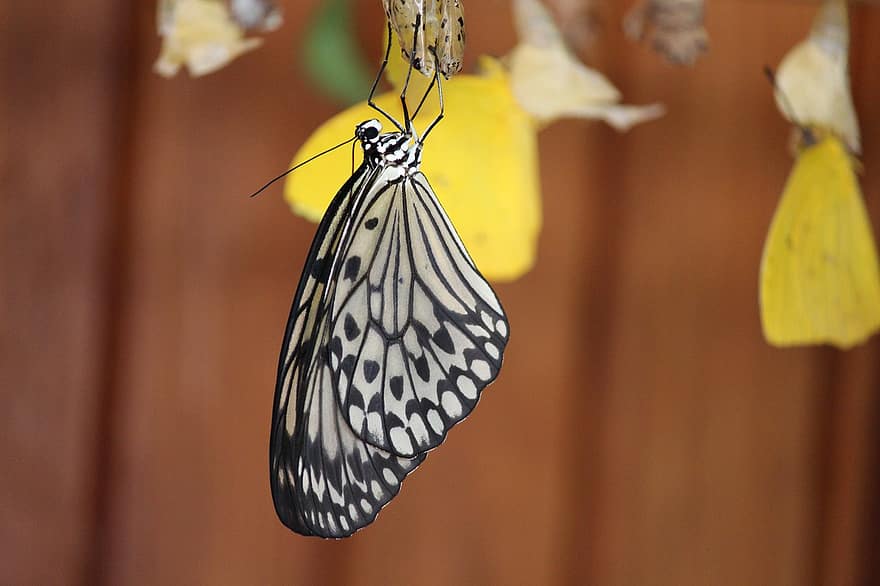 Didelis medžio nimfa drugelis, drugelis, augalų, vabzdys, sparnai, pobūdį, makro