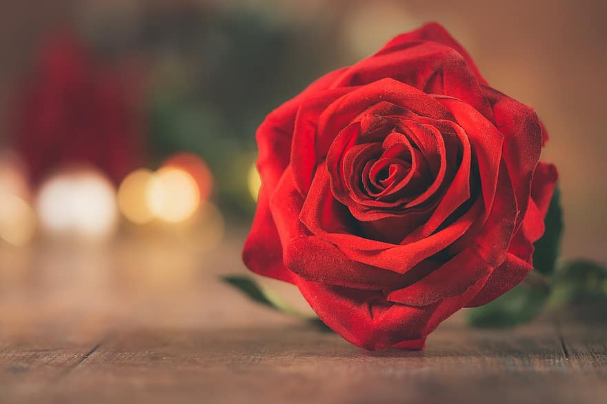 rosa, flor, Sant Valentí, Rosa vermella, flor vermella, florir, amor, bellesa, romanç, romàntic, bokeh