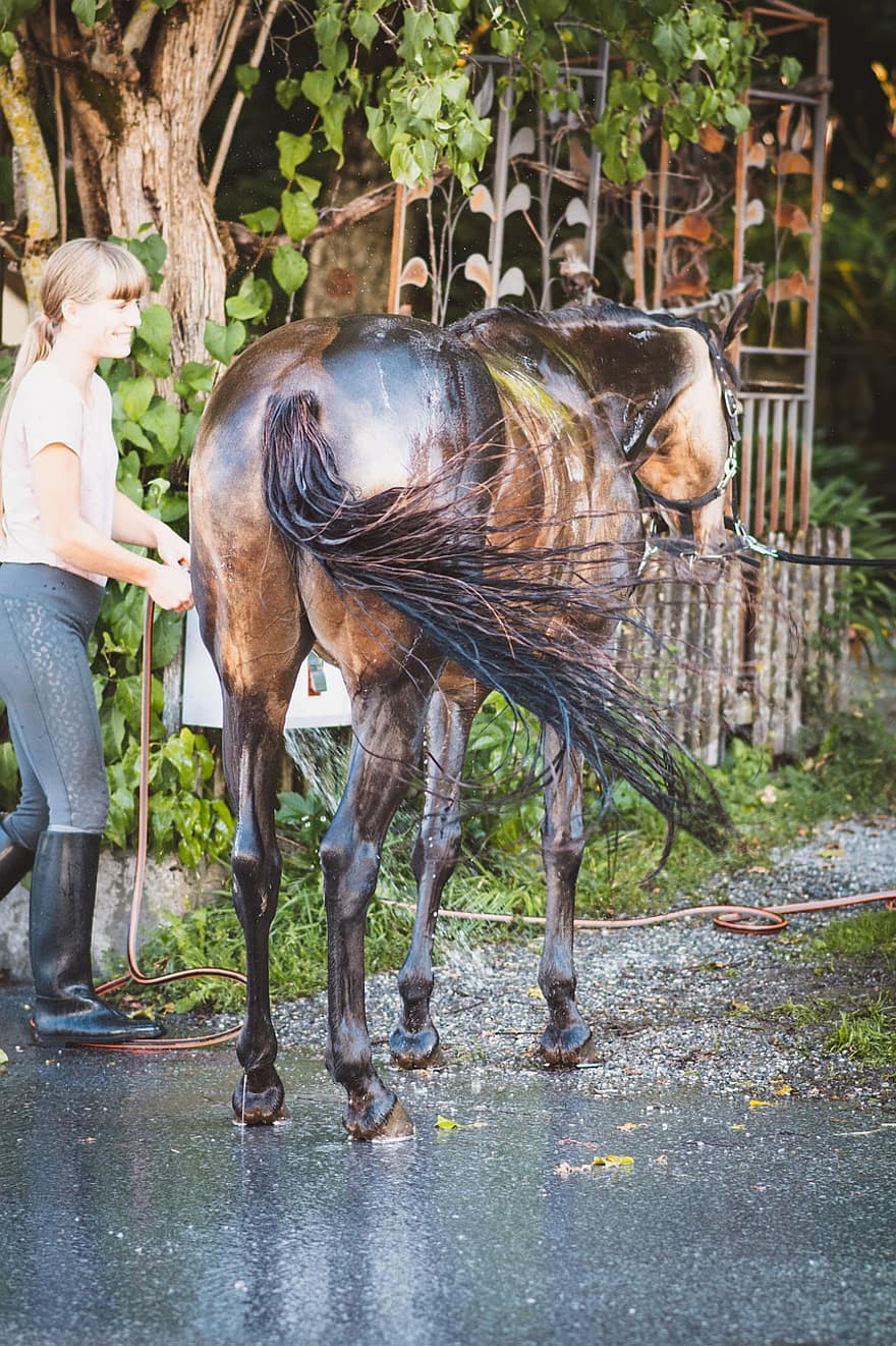 cheval, tuyau d'eau, lavage, poney, animal, équine, eau, fille, femme, se soucier, soin du cheval