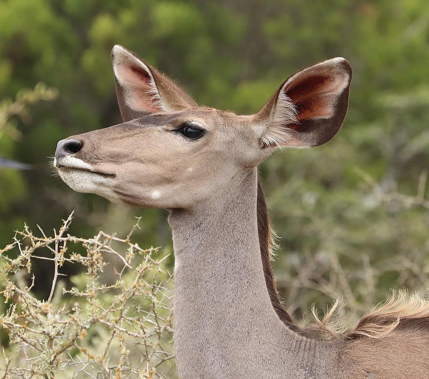 μεγάλη αντιλόπη της Αφρικής, ελαφίνα, Αφρικανικό Kudu, Θηλυκό Kudu, άγρια ​​ζωή, φύση