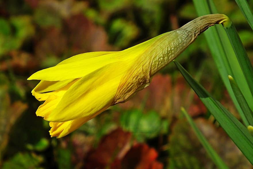 Narcissus, blomst, anlegg, gule blomster, petals, flora, hage, vår, natur, gul, nærbilde