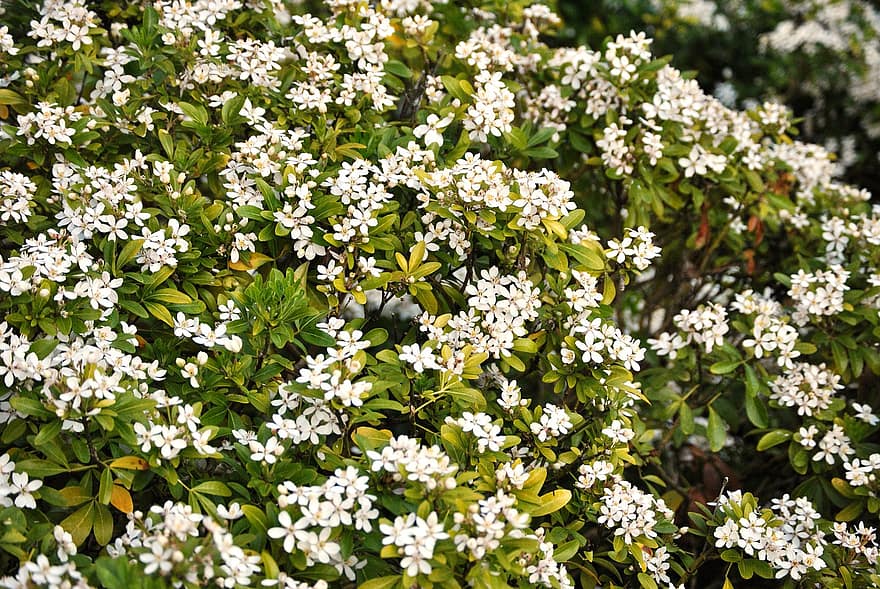 weißer Engel, Blumen, Pflanze, weiße Blumen, Wrightia antidysenterica, Blätter, Blütenblätter, blühen, Flora, Natur, Blume
