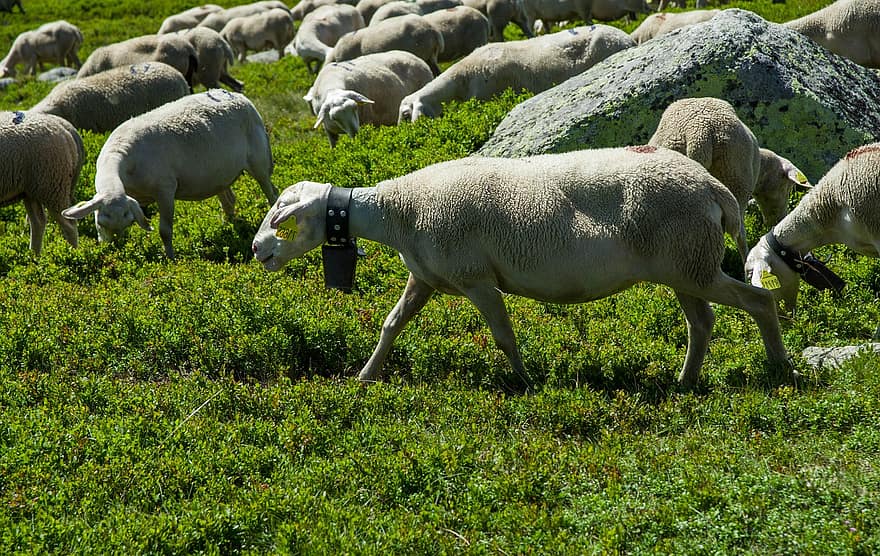 des moutons, animaux, mammifères, troupeau, stock vivant, moutons domestiques, ferme, ruminant, ongulé, paysage