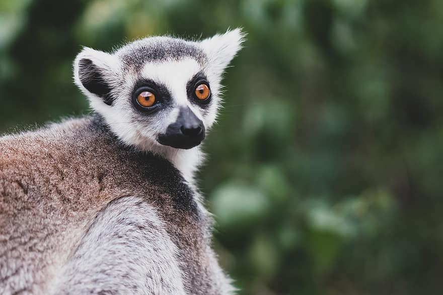 Lemur, Tier, Säugetier, Primas, Tierwelt, Fauna, Wildnis, Natur, Regenwald, Zoo, Madagaskar
