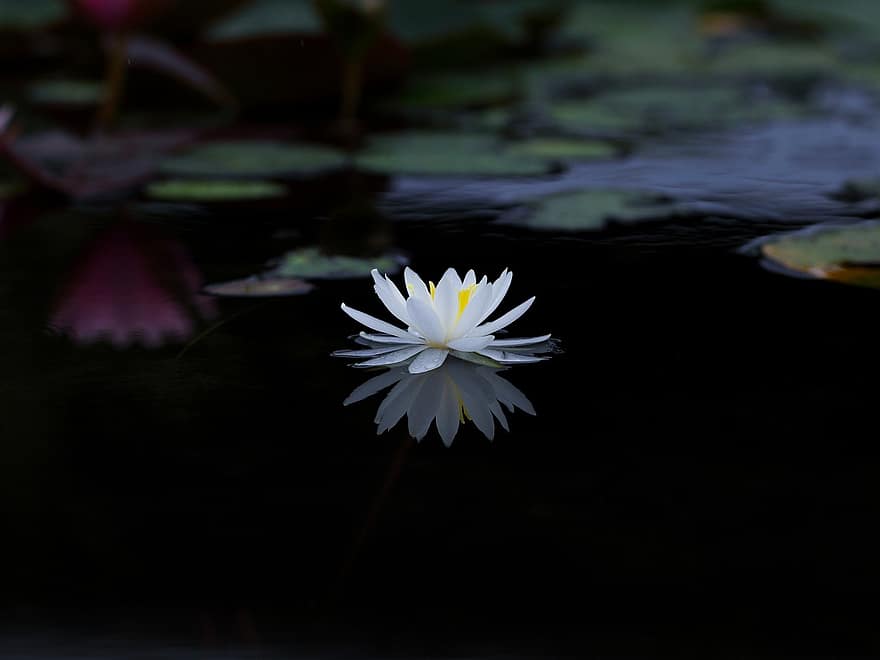 Lilia wodna, kwiat, staw, odbicie, biała lilia wodna, biały kwiat, kwitnąć, roślina, roślina wodna, lotos, piękny