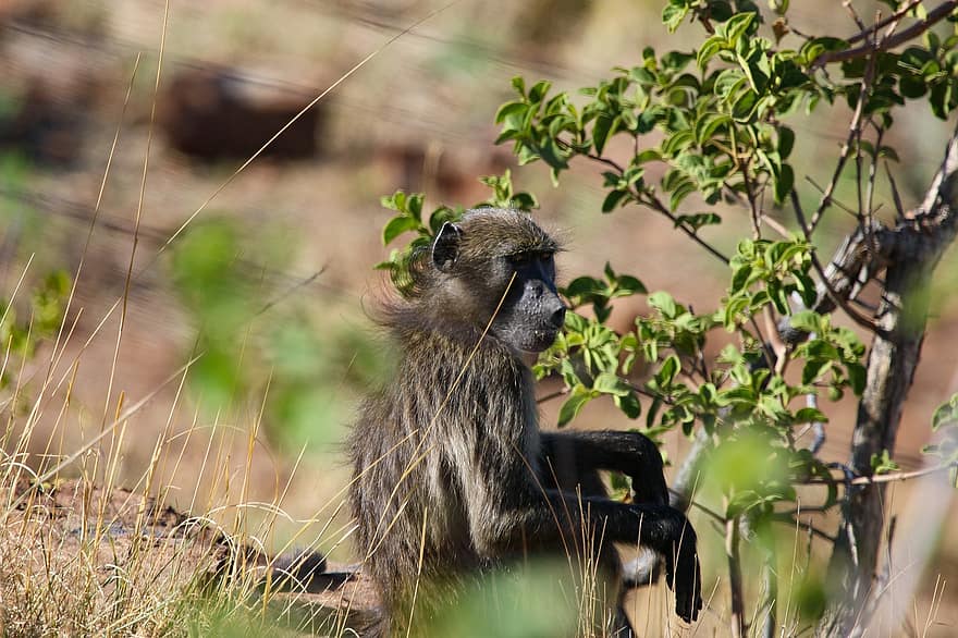 бабуин, обезьяна, сидеть, глазеть, млекопитающее