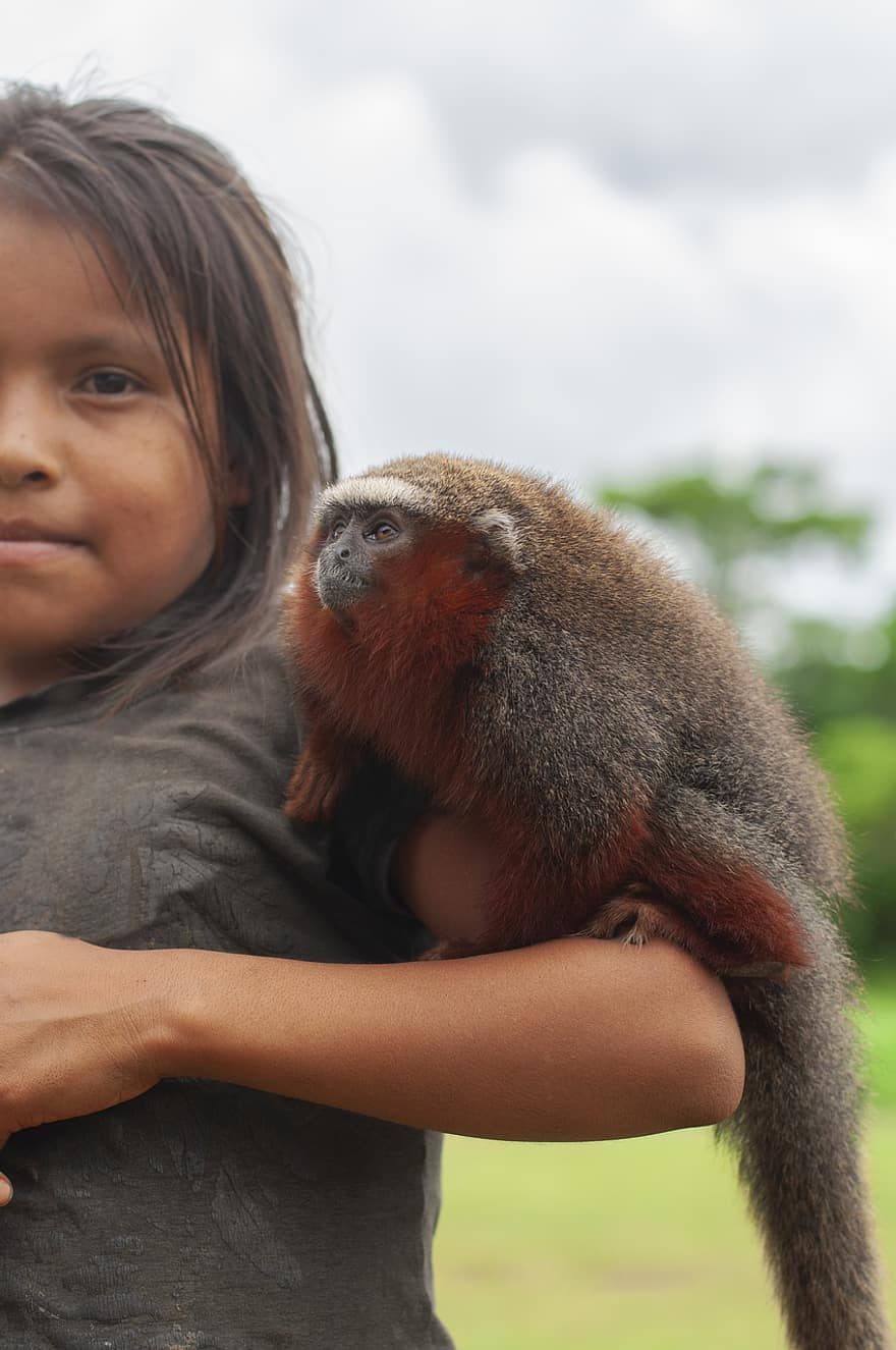 majom, prímás, emberszabású majom, kislány, természet, Amazónia