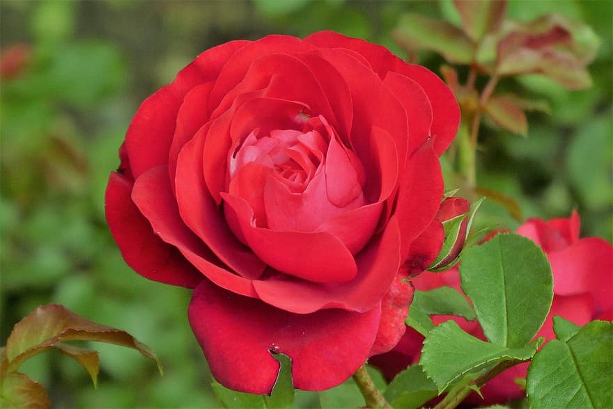 Rose, rød rose, rød blomst, blomst, have, natur, flor, blomstre, blad, tæt på, kronblad