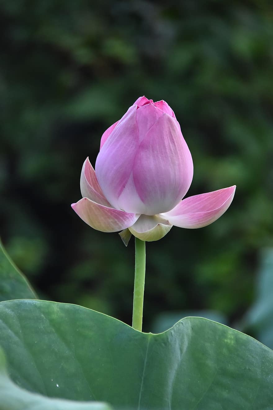 Lotus, Flower, Bud, Nelumbo Nucifera, Indian Lotus, Sacred Lotus, Bean Of India, Egyptian Bean, Water Lily, Blossom, Bloom
