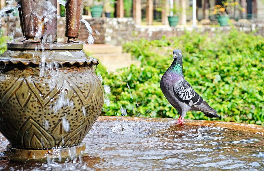 Pombo, agua, com sede, pássaro, fonte, Palácio, Sri Lanka, templo do dente, kandy, Ceilão