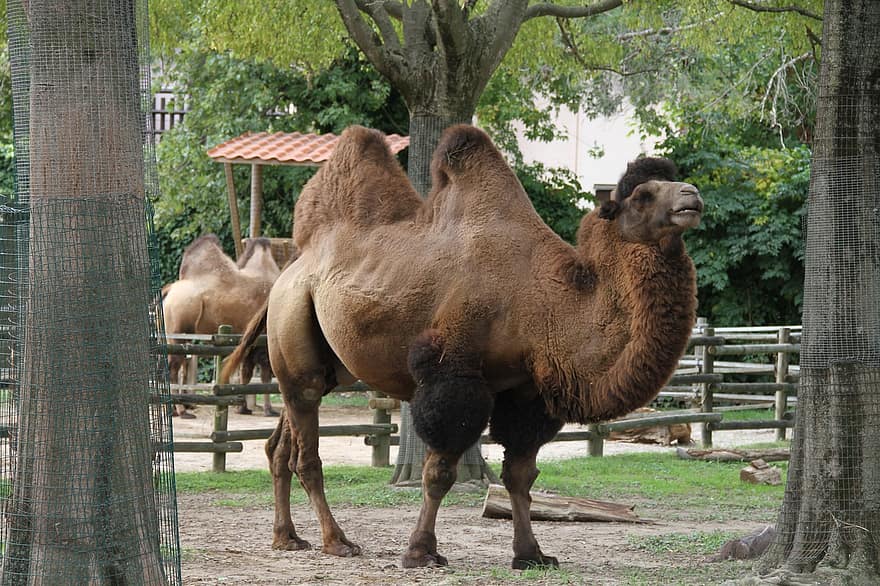 camello, animal, herbívoro, zoo, fauna silvestre, mamífero