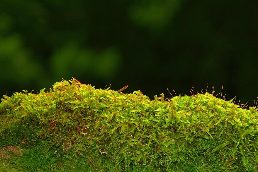 mos, vegetatie, planten, flora, macro, groene kleur, fabriek, achtergronden, blad, zomer, detailopname