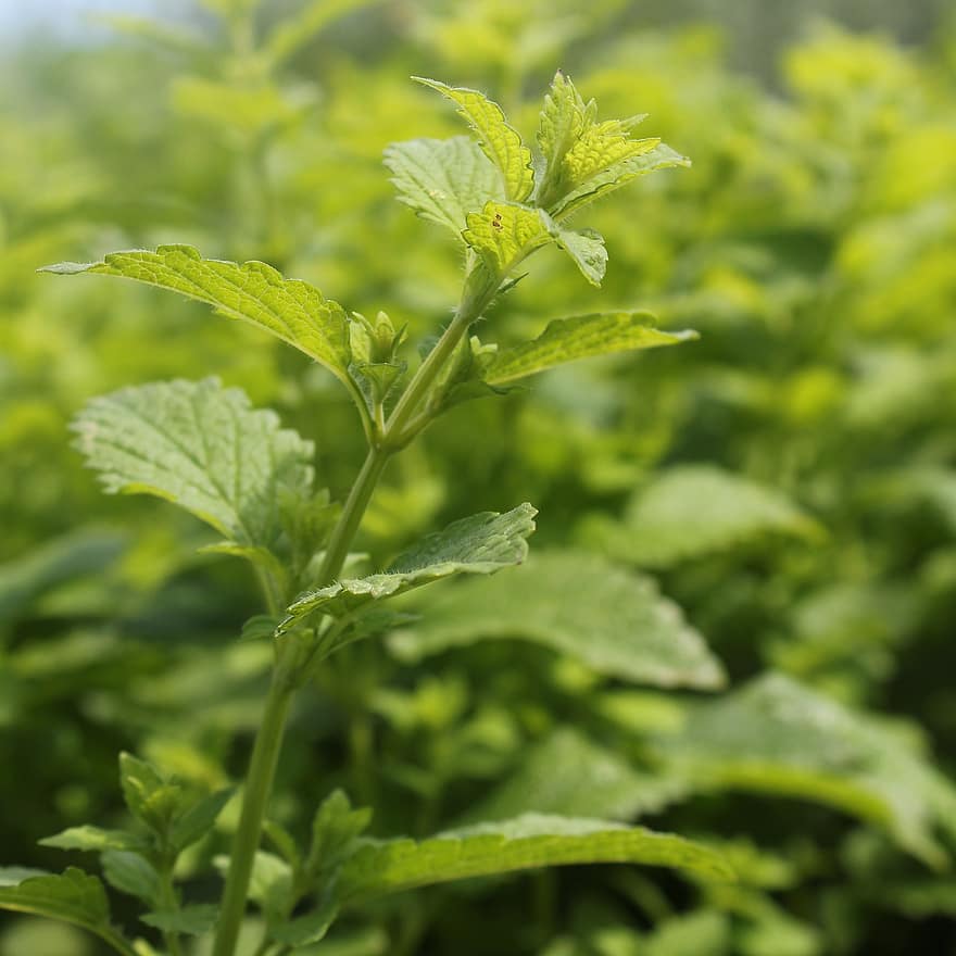 Mint, Plant, Herb, Leaves, Aromatic, Green, Organic, leaf, green color, freshness, close-up
