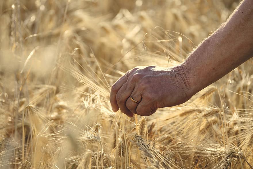 Pxklimahandling, kornfelt, hånd, hvete, korn, jordbruk, Korndyrking, miljø, menneskelig hånd, landlige scene, gård