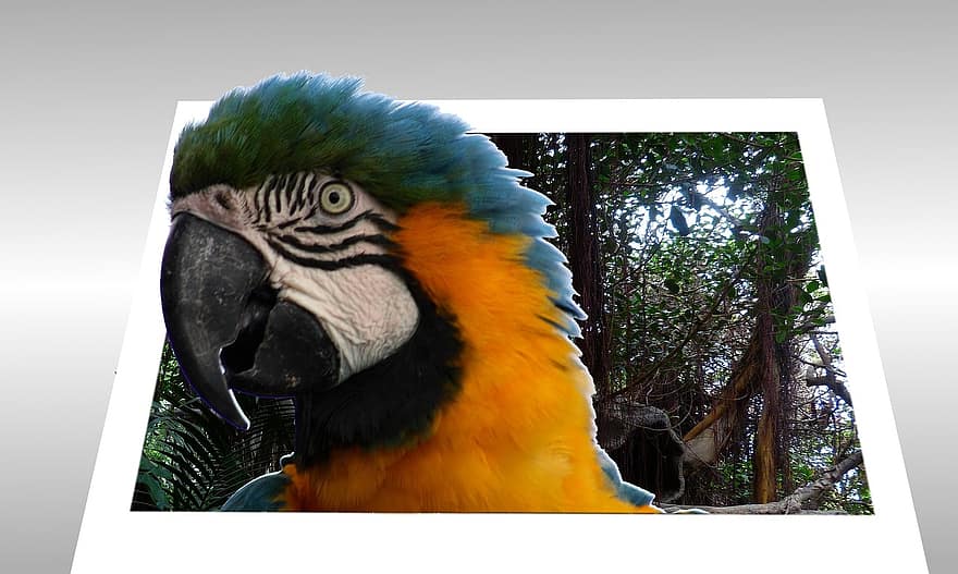 papegaai, fotolijst, 3d, ruimtelijke, stijl, 3d effect