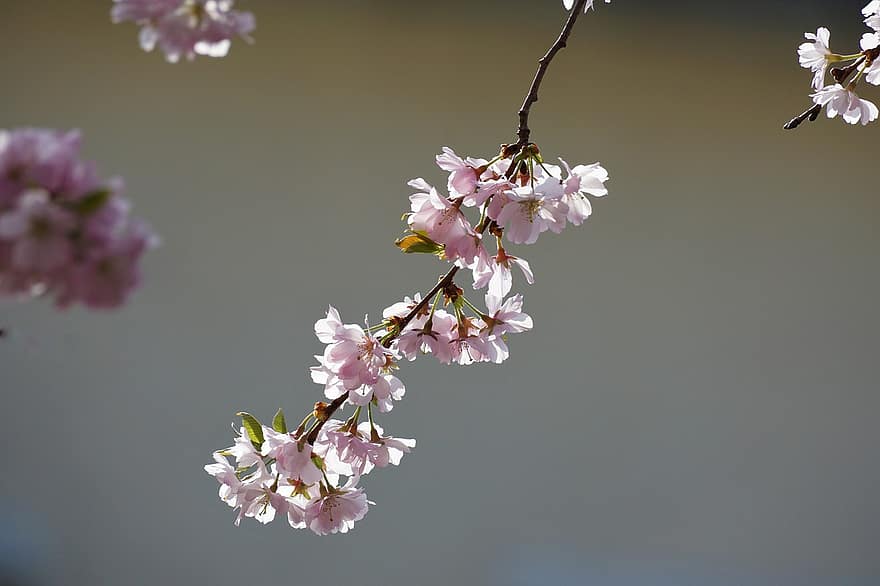 Třešňový květ, strom, květiny, jaro, růžový, sakura, květ, větev, třešeň, Příroda, zblízka