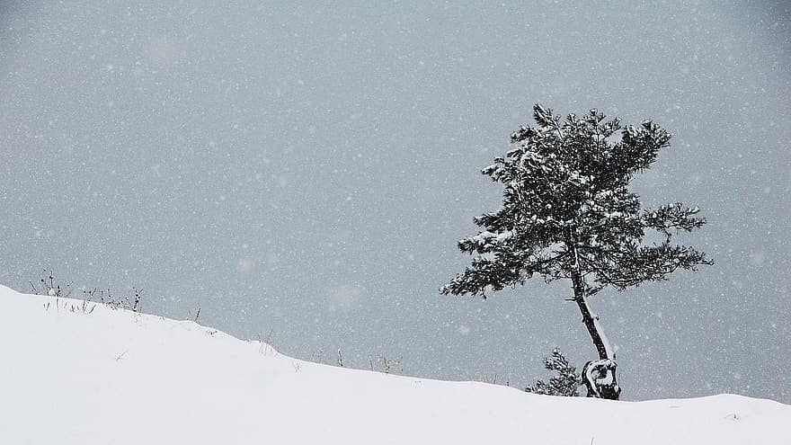 δέντρο, πεύκο, λόφους, gangneung, sichuan, χιόνι