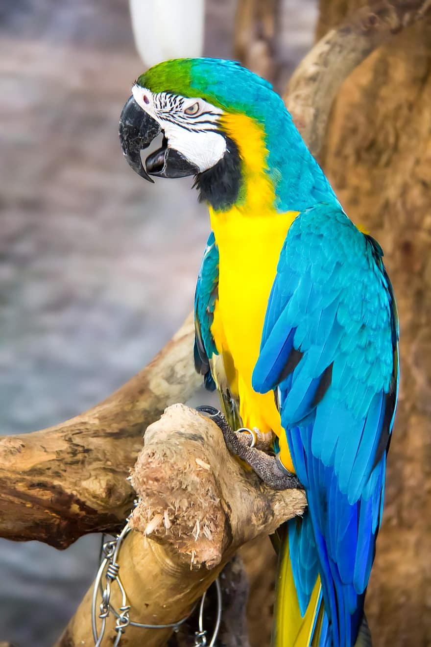 papagailis, putns, sēž, dzīvnieku, spalvas, knābis, rēķinu, putnu vērošana, ornitoloģija, dzīvnieku pasauli, zils