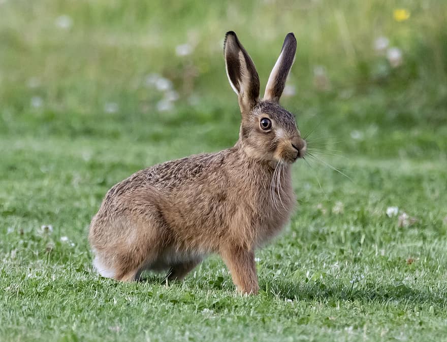 ung hare, leveret, hare, Baby Hare