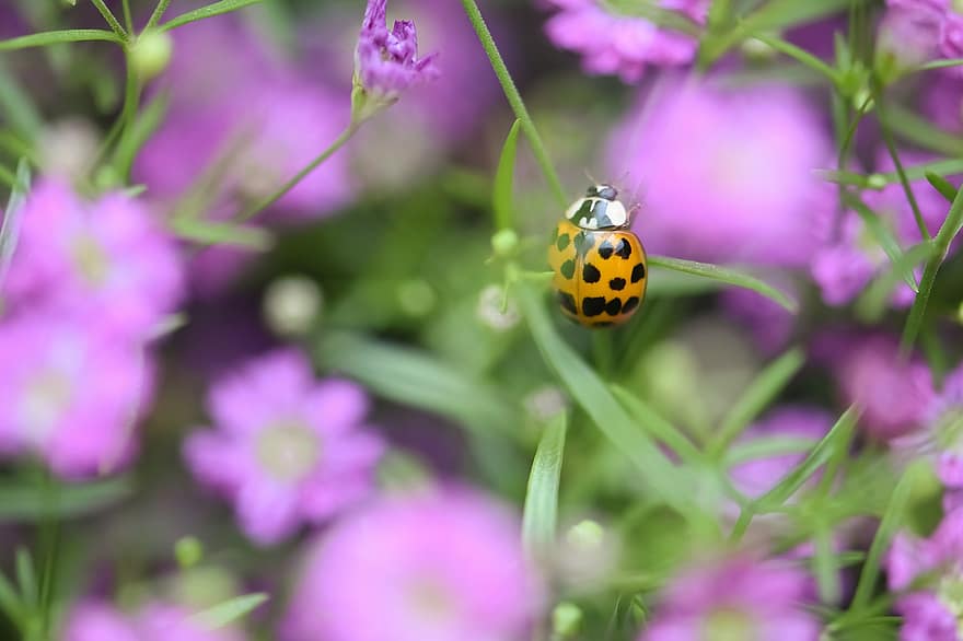Ladybug, Flowers, Insect, Nature, Beetle, Blossom, Bloom, Plant, Red, Close Up, Garden