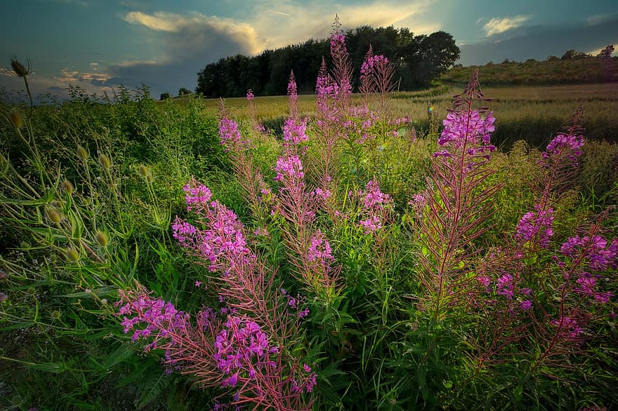 Wild Flower, Nature, Plant, Meadow, Pasture, Blossom, Bloom, Purple, Field, Violet, Landscape
