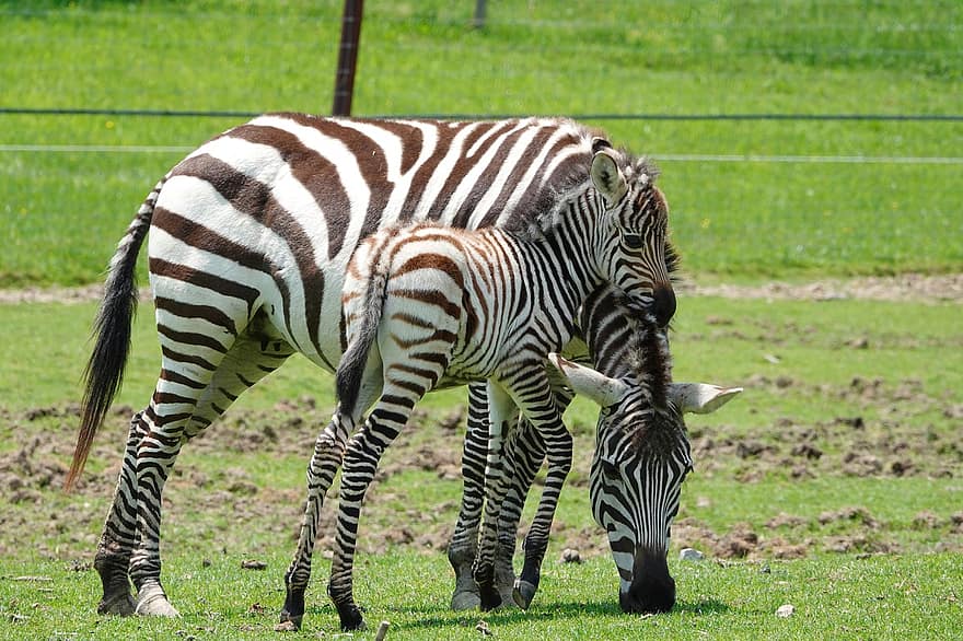 zebre, animali, strisce, cavallo, zebra, a strisce, Africa, animali allo stato selvatico, erba, animali safari, pianura