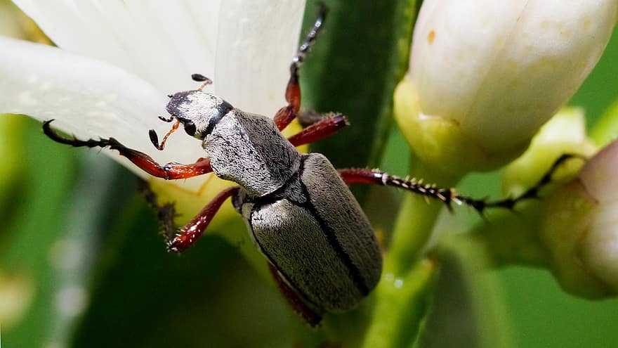 Bug, Flower, Nature, Insect, Biology, Beetle, Animal, Animal World, Close Up, Fauna, Colorful
