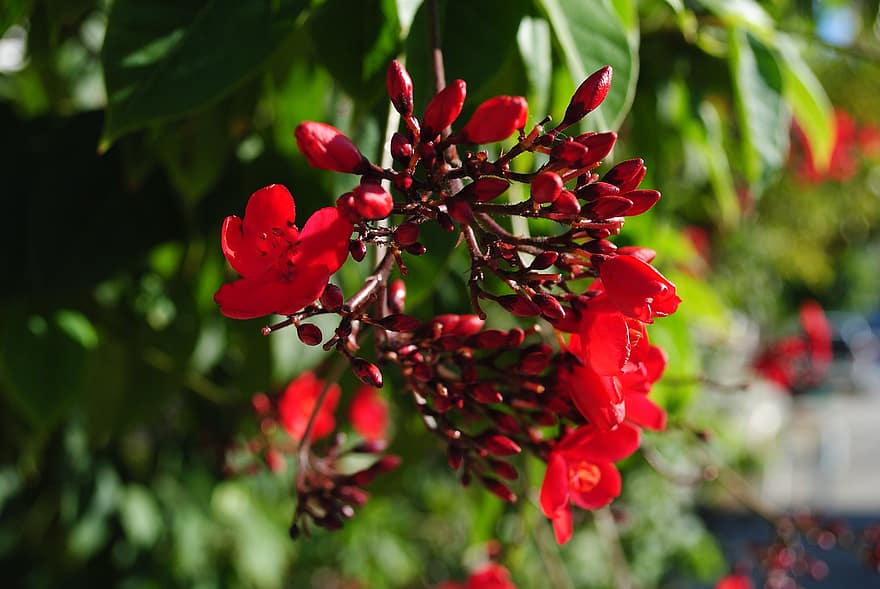 Peregrina, Flowers, Plant, Red Flowers, Buds, Bloom, Spring, Cluster, Branch, close-up, leaf