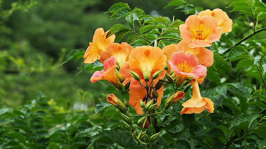campsis, Trumpet Vines, oranžové květy, květiny, Korejská republika, siheung, Rybník Gwangokji, krajina, zahrada, rostlina, letní