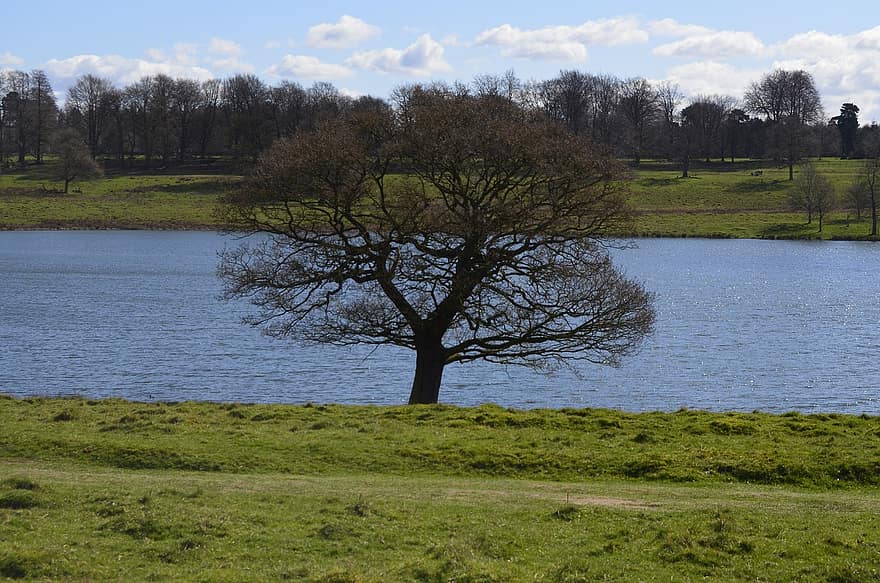 Lac, arbre, parc, Tatton Park, cheshire, paysage, environnement, printemps, saison, Terre, terre