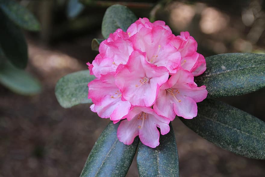 rododendro, flor, planta, hojas, pétalos, floración, flora, naturaleza, de cerca, hoja, color rosa