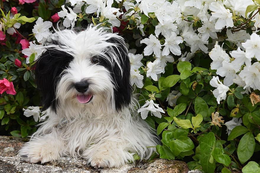 hond, puppy, bloemen, jong, huisdieren, schattig, rasechte hond, hoektand, klein, één dier, zomer