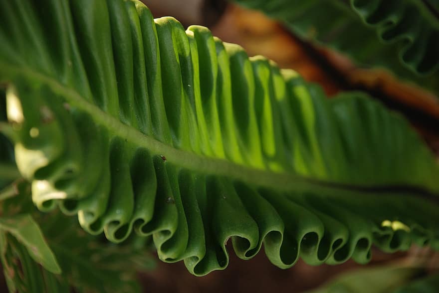 Кобра папрат, Asplenium Nidus, растение, декоративно растение, папрат, природа