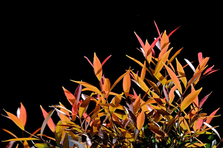 listy, čerstvé listy, rostlina, list, žlutá, vícebarevné, podzim, pozadí, zářivé barvy, detail, sezóna