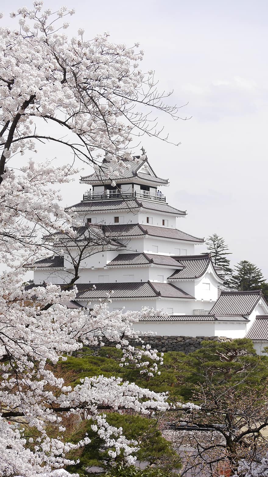 japan, kirsebærblomster, vår, tsuruga-jo slott, Fukushima, Aizu, Aizuwakamatsu, turistdestinasjon, landemerke, turistattraksjoner, bygning
