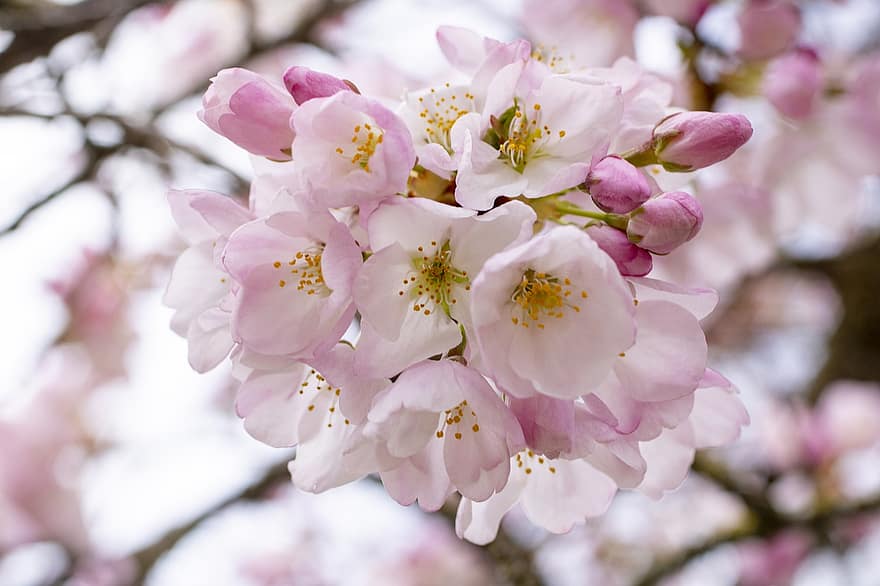 花、桜の花、春、木、枝、成長、咲く、植物学、季節の、閉じる、花弁