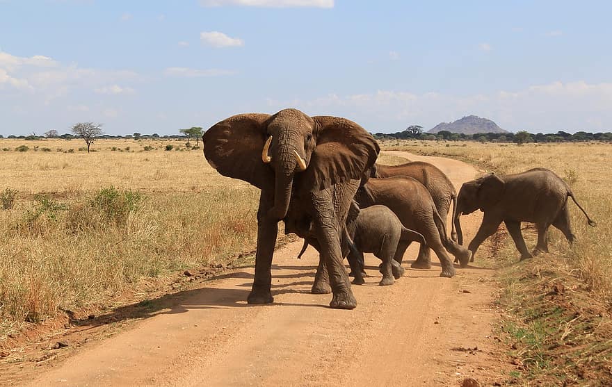 elefantes, animales, safari, la carretera, terneros, animales jovenes, mamíferos, fauna silvestre, manada, fauna, desierto